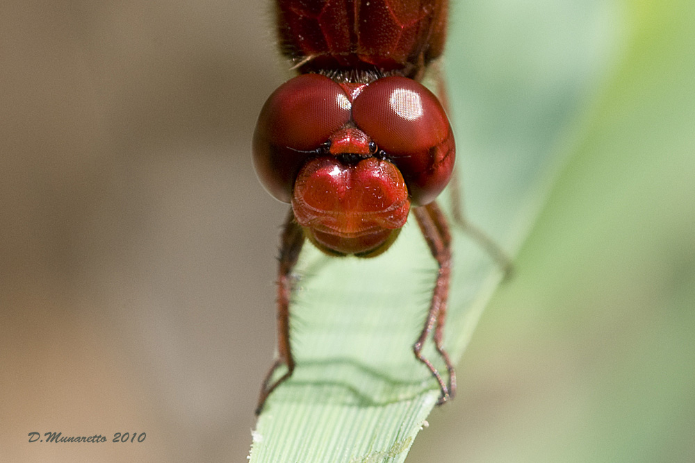 Red Dragon...portrait !